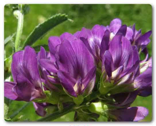 Delhi State flower, Alfa alfa flower, Medicago sativa
